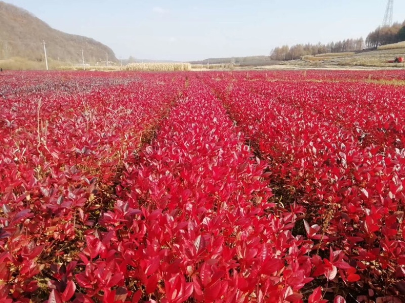 黒果花楸黑果花楸树苗1~3年生规格齐全价格优惠