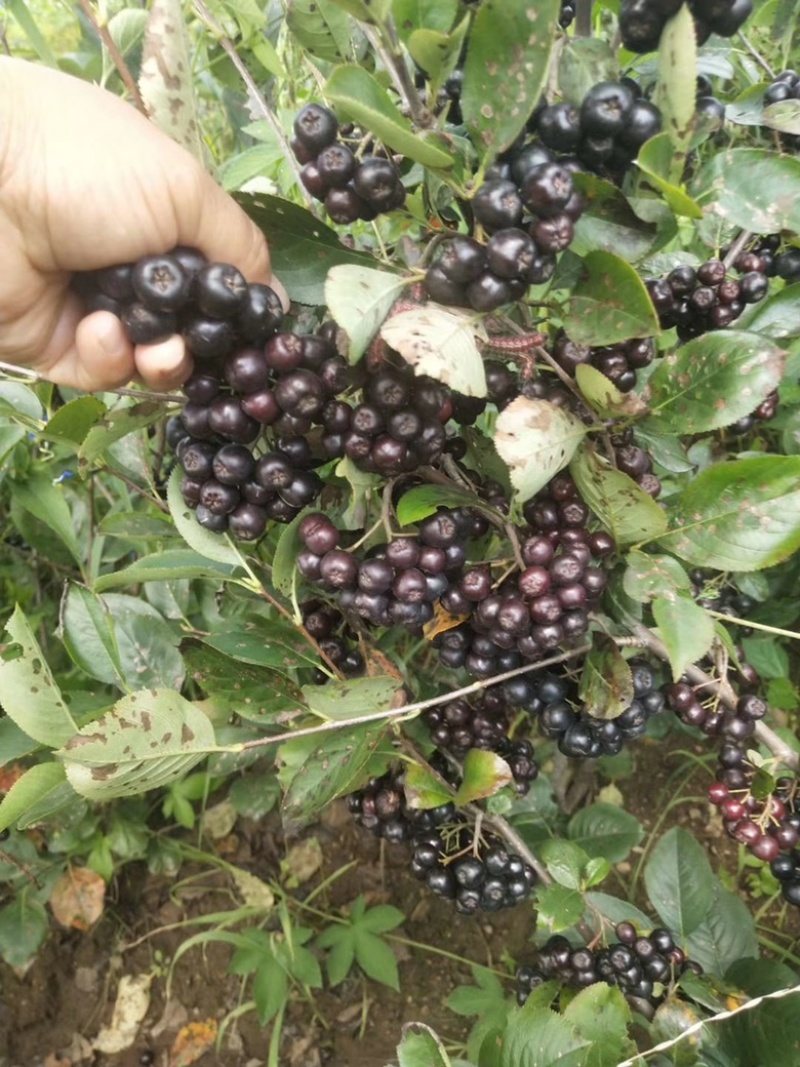 黒果花楸黑果花楸树苗1~3年生规格齐全价格优惠