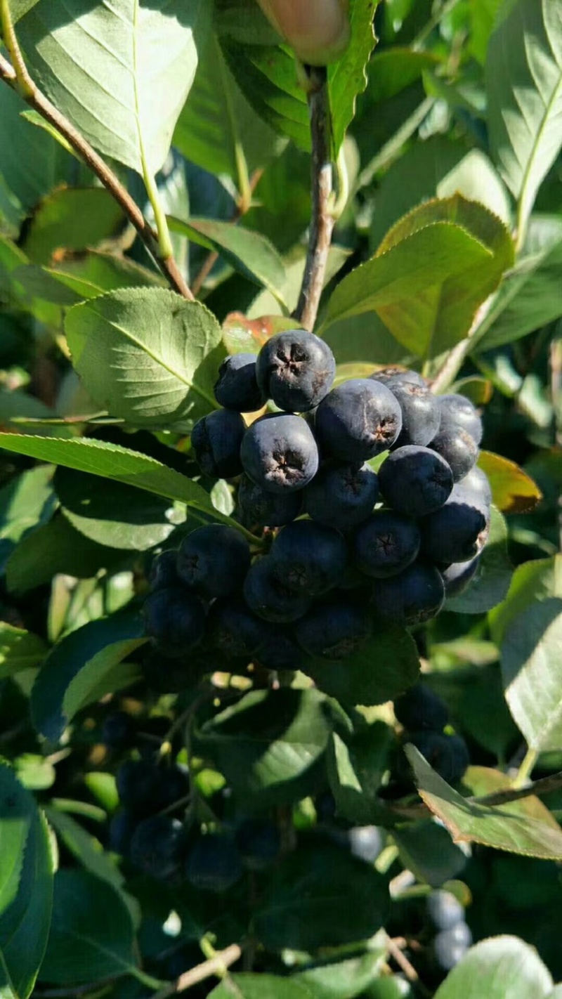 黒果花楸黑果花楸树苗1~3年生规格齐全价格优惠