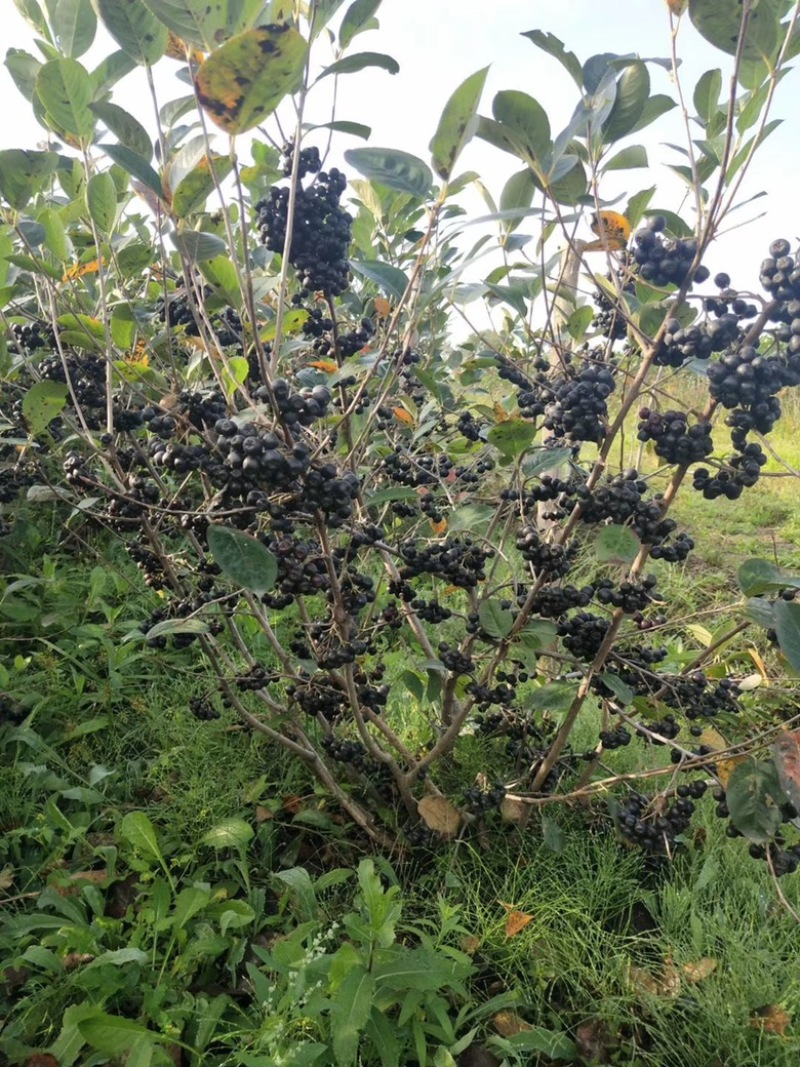 黒果花楸黑果花楸树苗1~3年生规格齐全价格优惠