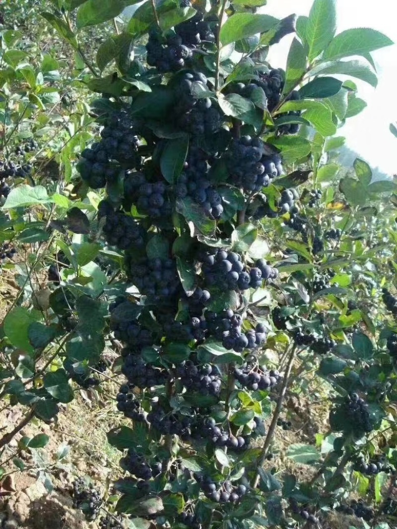 黒果花楸黑果花楸树苗1~3年生规格齐全价格优惠