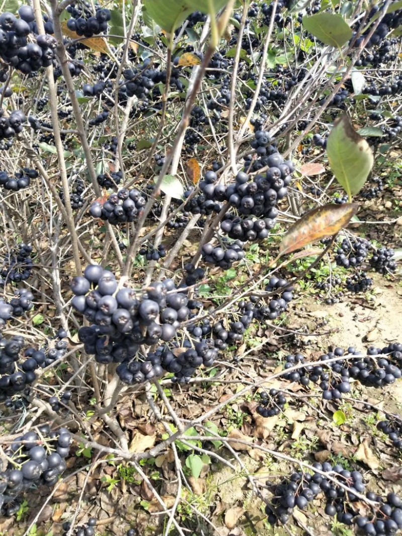 黒果花楸黑果花楸树苗1~3年生规格齐全价格优惠