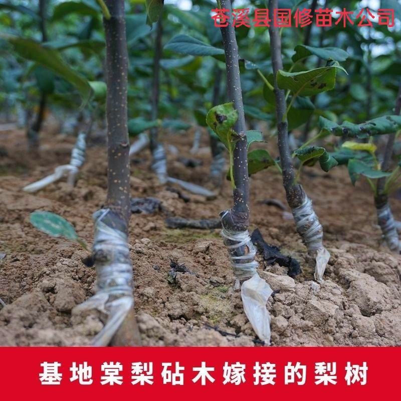 棠梨苗实生梨树苗包邮梨树砧木苗梨树脚树苗实生梨苗