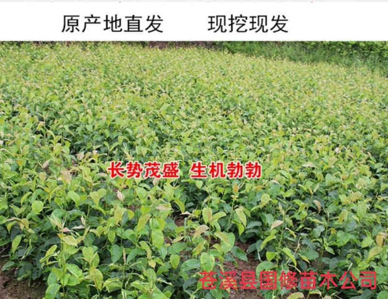 棠梨苗实生梨树苗包邮梨树砧木苗梨树脚树苗实生梨苗
