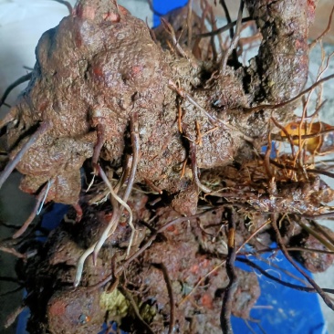 金刚藤只做大货野生金刚藤药用价值好现挖现发！