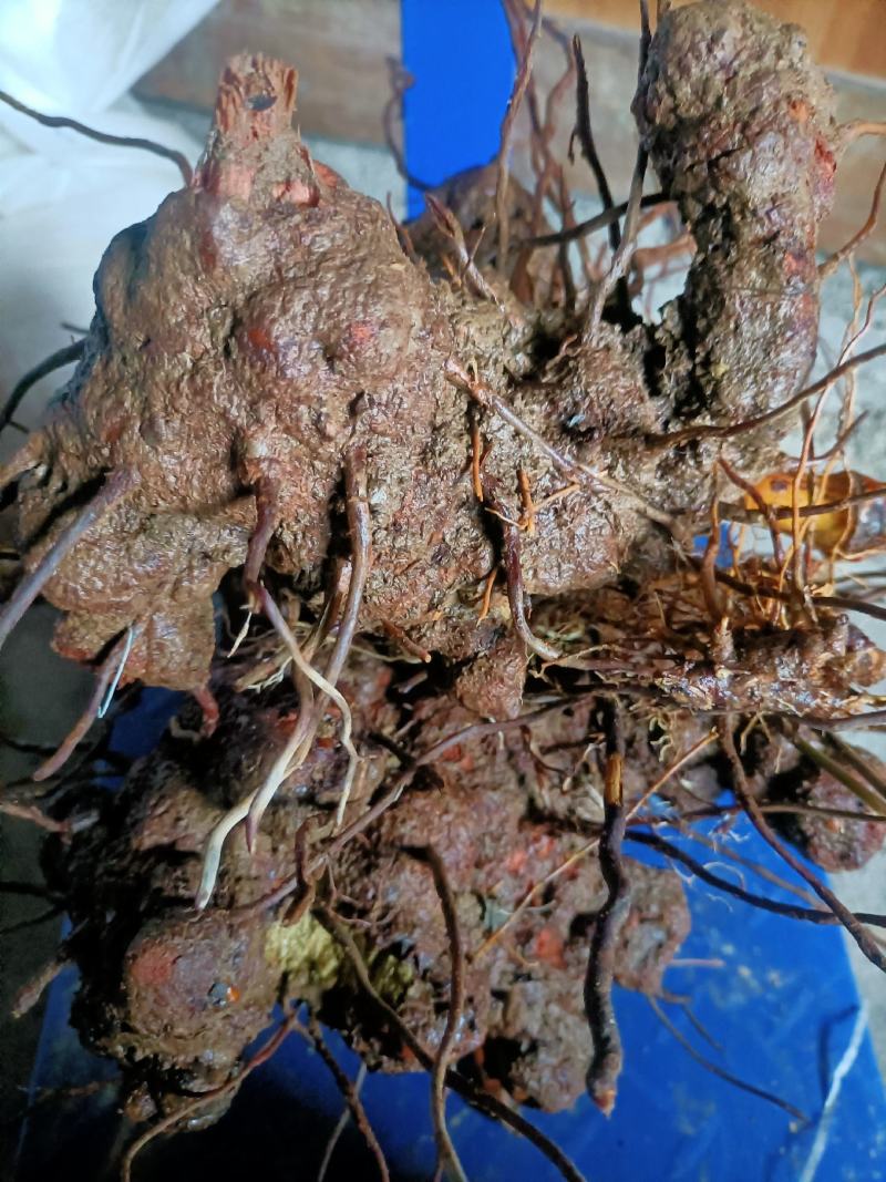 金刚藤只做大货野生金刚藤药用价值好现挖现发！