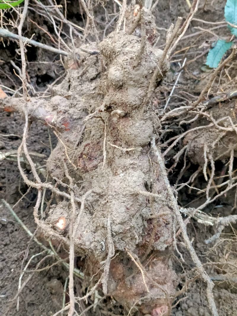 金刚藤只做大货野生金刚藤药用价值好现挖现发！