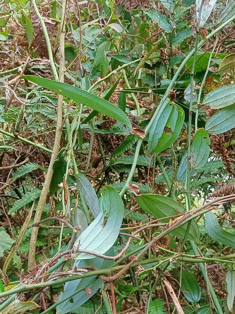 金刚藤只做大货野生金刚藤药用价值好现挖现发！