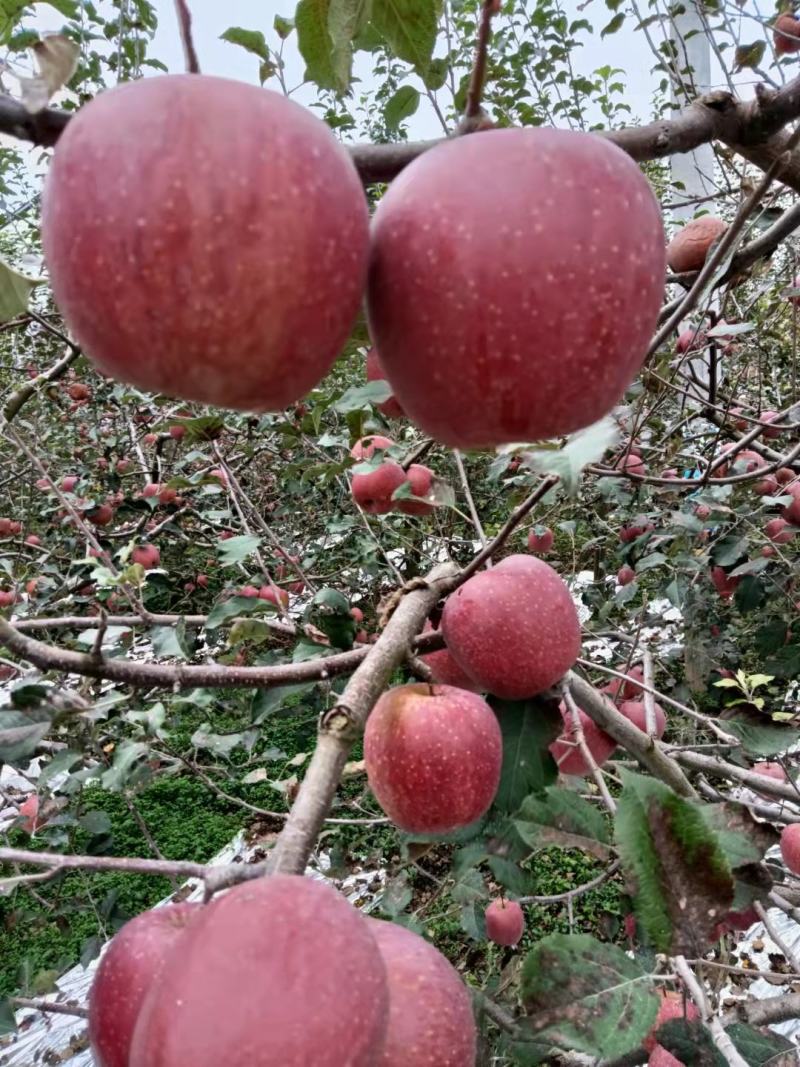 汉源糖心丑苹果，四川农户自家种，糖心红富士苹果，价格便宜
