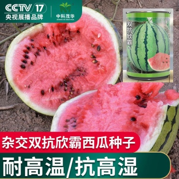 杂交双抗欣霸西瓜种子，高甜抗病，酥脆多汁，耐高温抗高湿