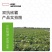 杂交双抗欣霸西瓜种子，高甜抗病，酥脆多汁，耐高温抗高湿