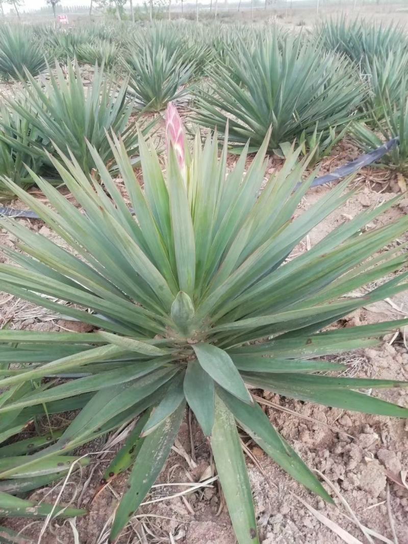 剑麻价格剑麻小苗基地批发价格，工程量量大优惠