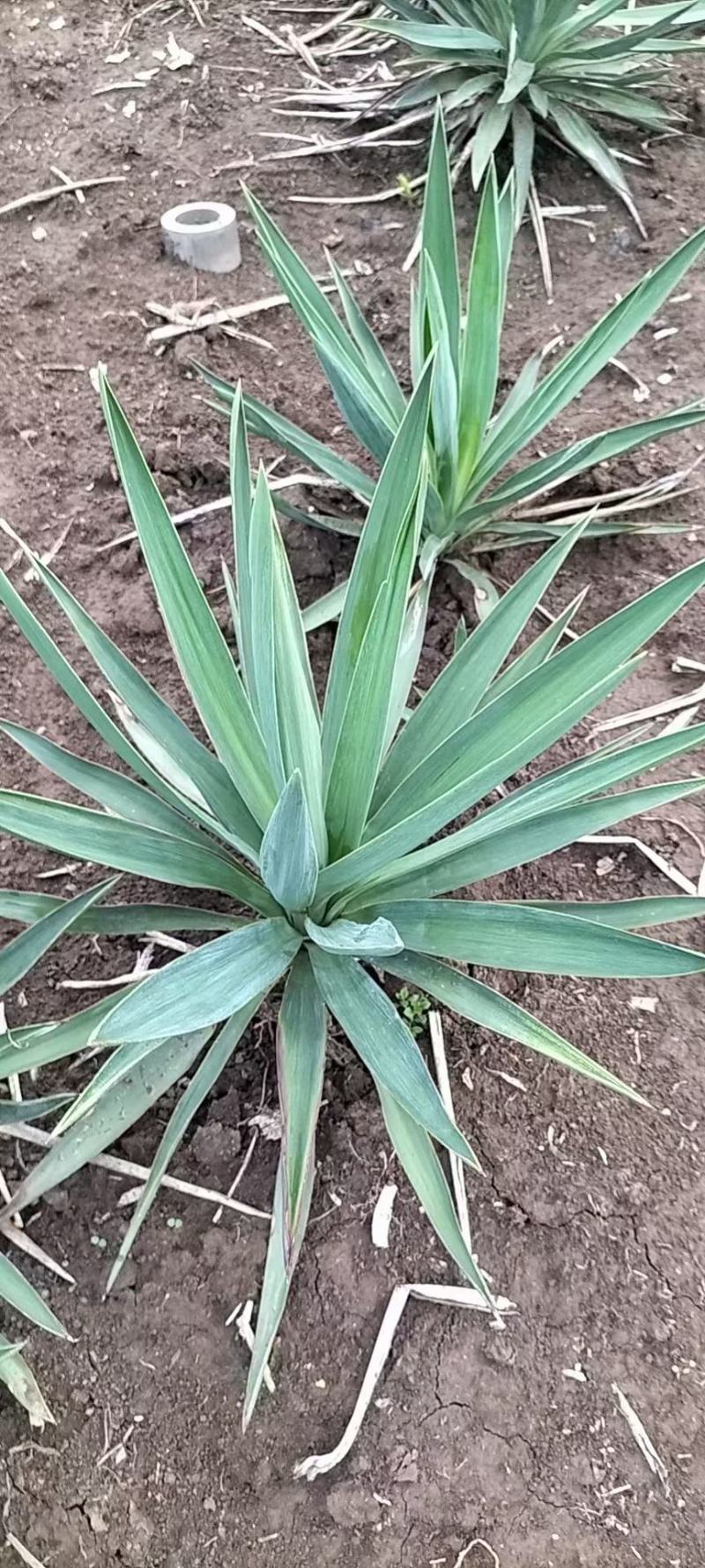 剑麻价格剑麻小苗基地批发价格，工程量量大优惠