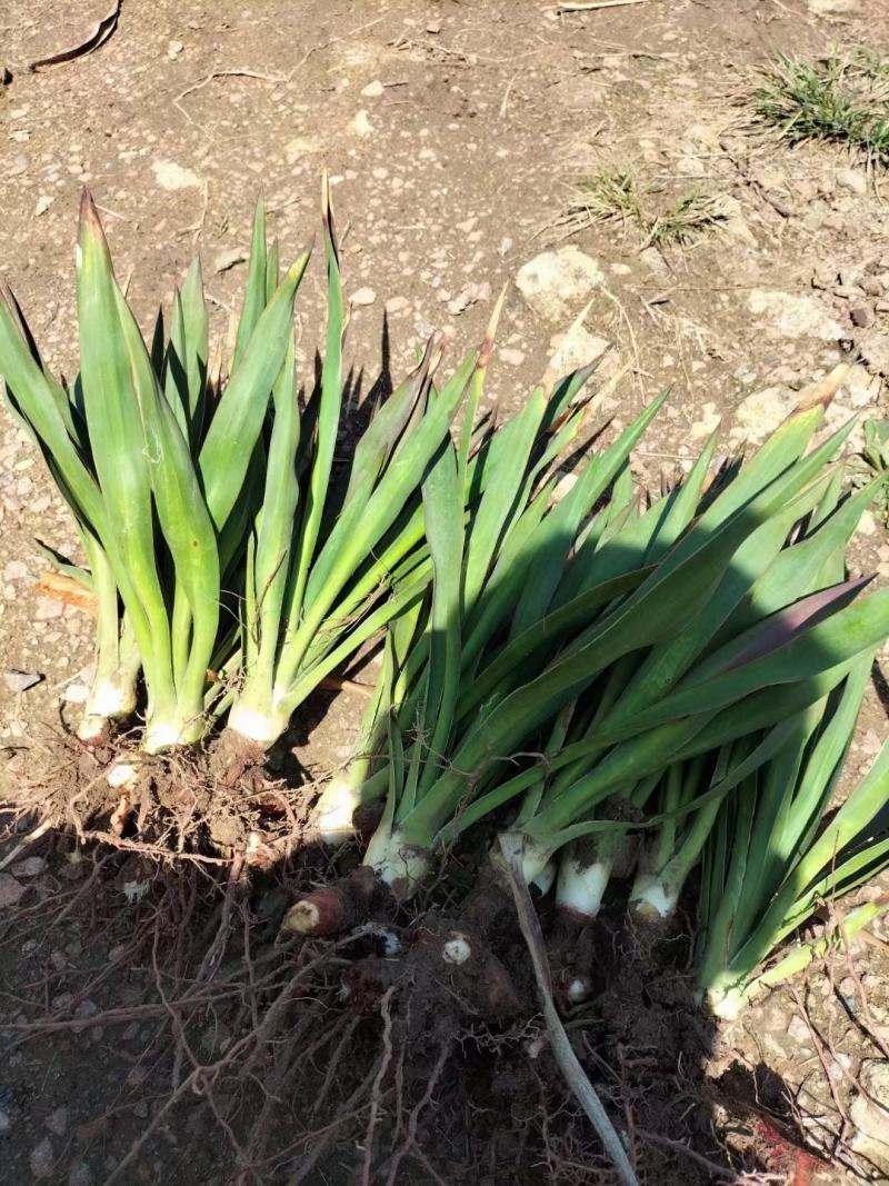 剑麻价格剑麻小苗基地批发价格，工程量量大优惠