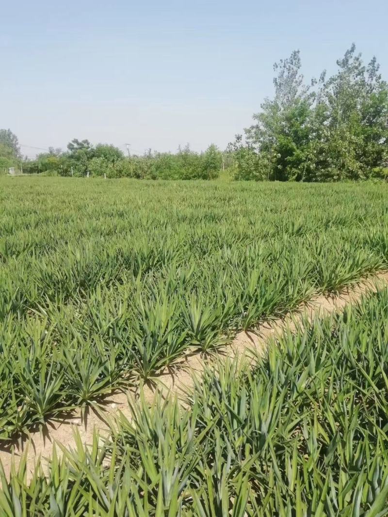 剑麻价格剑麻小苗基地批发价格，工程量量大优惠