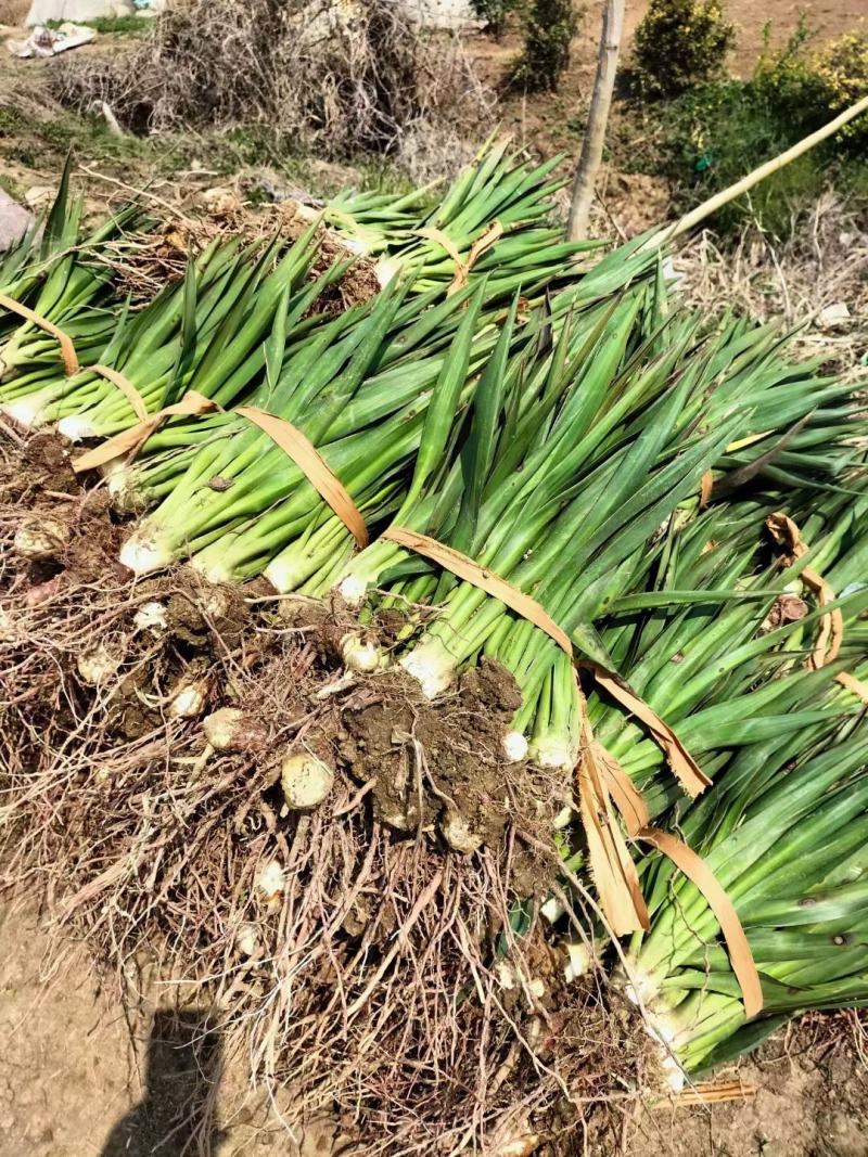 剑麻价格剑麻小苗基地批发价格，工程量量大优惠