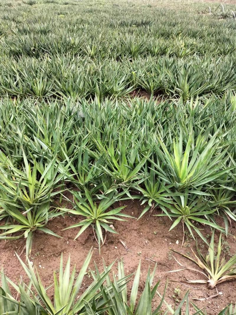 剑麻价格剑麻小苗基地批发价格，工程量量大优惠