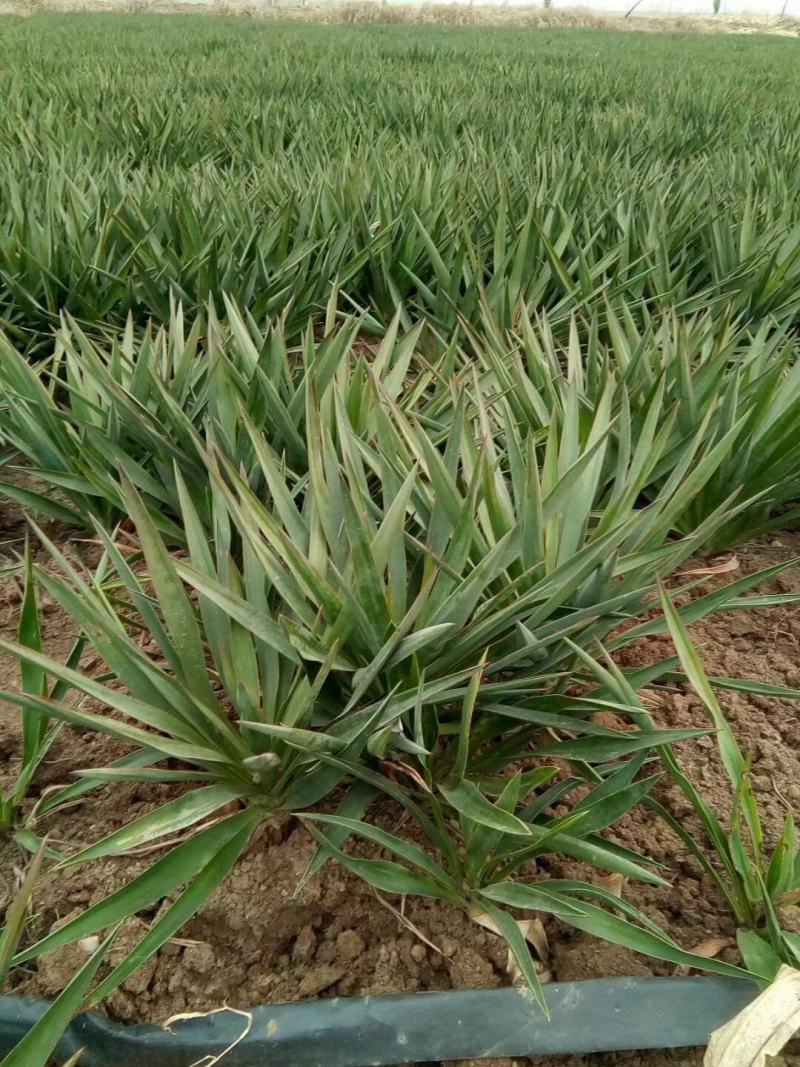 剑麻价格剑麻小苗基地批发价格，工程量量大优惠