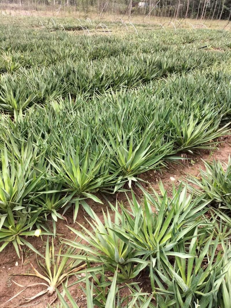 剑麻价格剑麻小苗基地批发价格，工程量量大优惠
