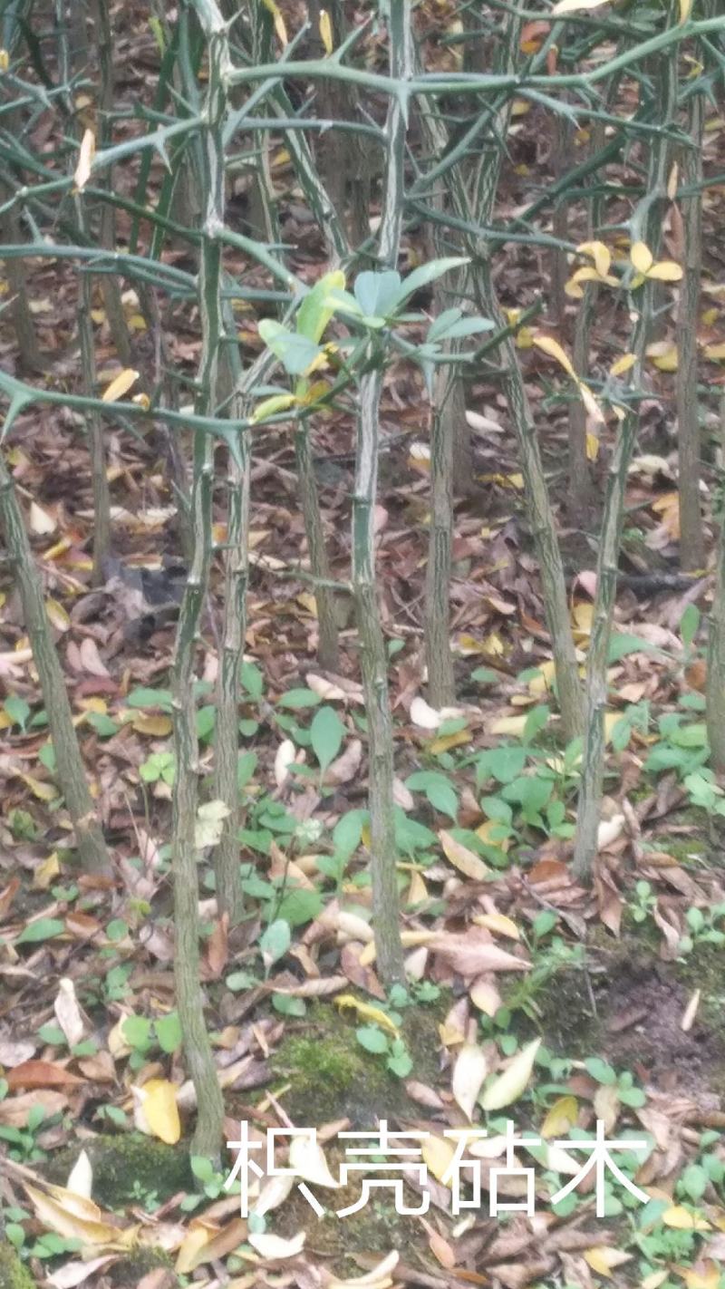 正宗小叶软枝香橙苗可嫁接各种品种橘苗枳壳砧木直生苗枳壳苗