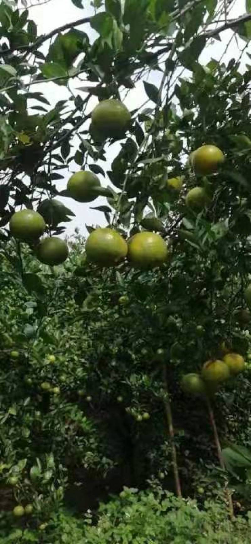 皇帝柑电商货10月份大量上市产地直供品质保证