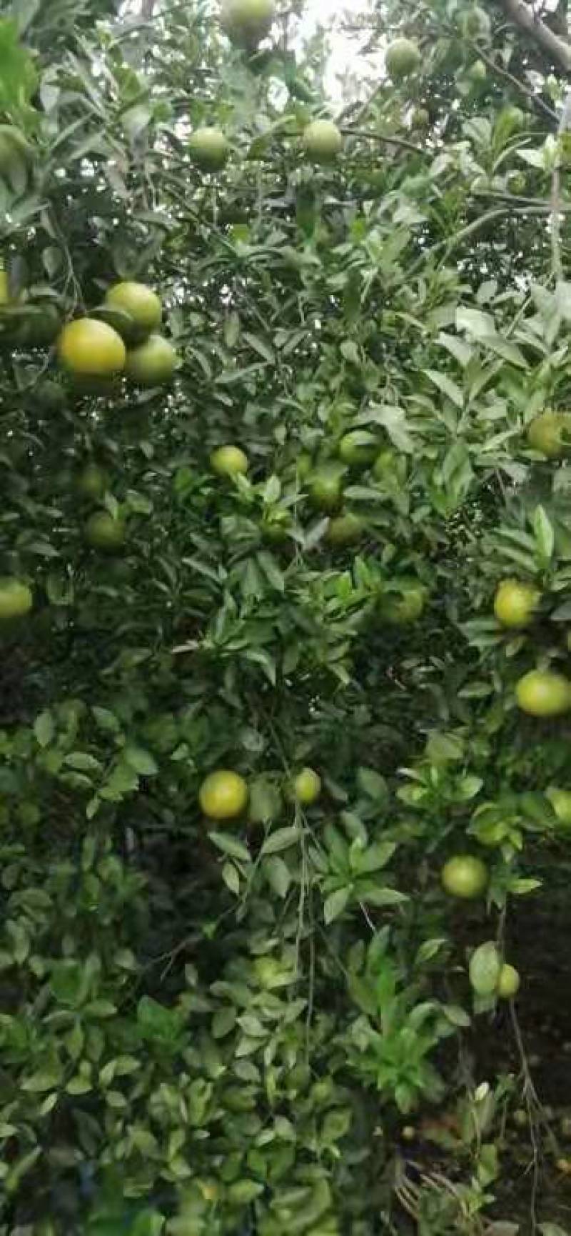 皇帝柑电商货10月份大量上市产地直供品质保证