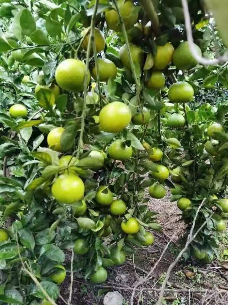 皇帝柑电商货10月份大量上市产地直供品质保证