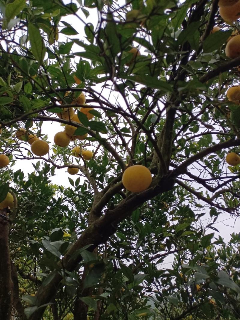 脐橙营养价值高，水分充足！口感好，皮薄含糖量高！