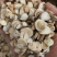 白芍白芍圆片无硫产地直供重在品质中药材批发