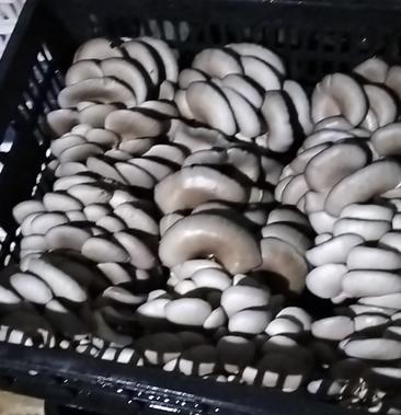 [小黑平菇批发]长期供应平菇价格3.50元/斤 一亩田