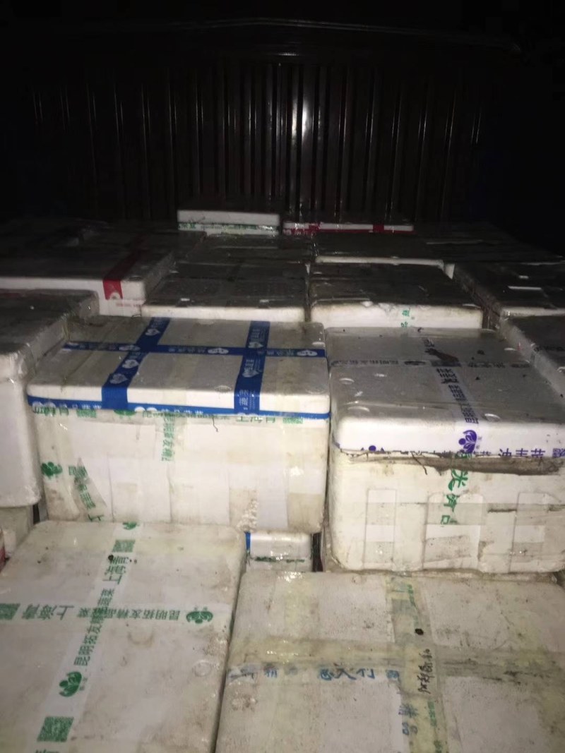 白蔹苗白心高含量品种