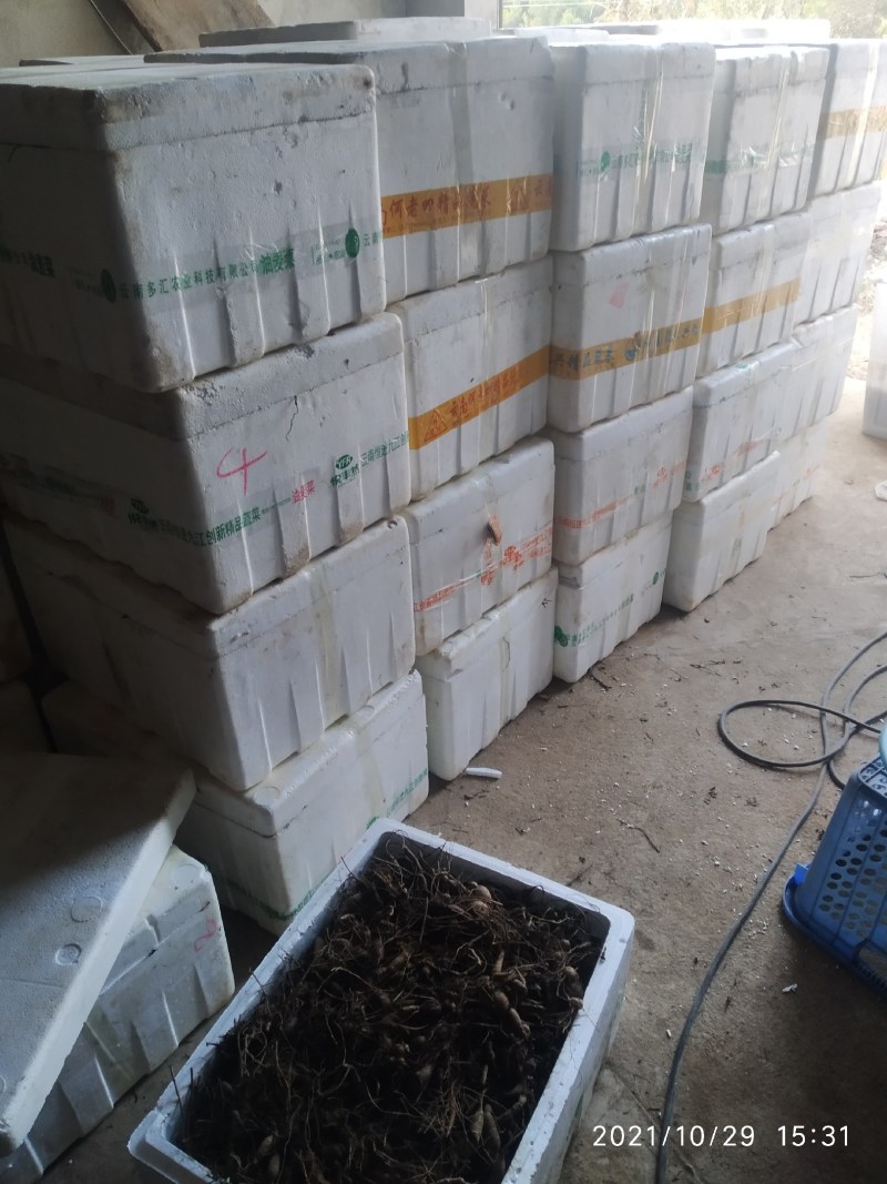 白蔹苗白心高含量品种