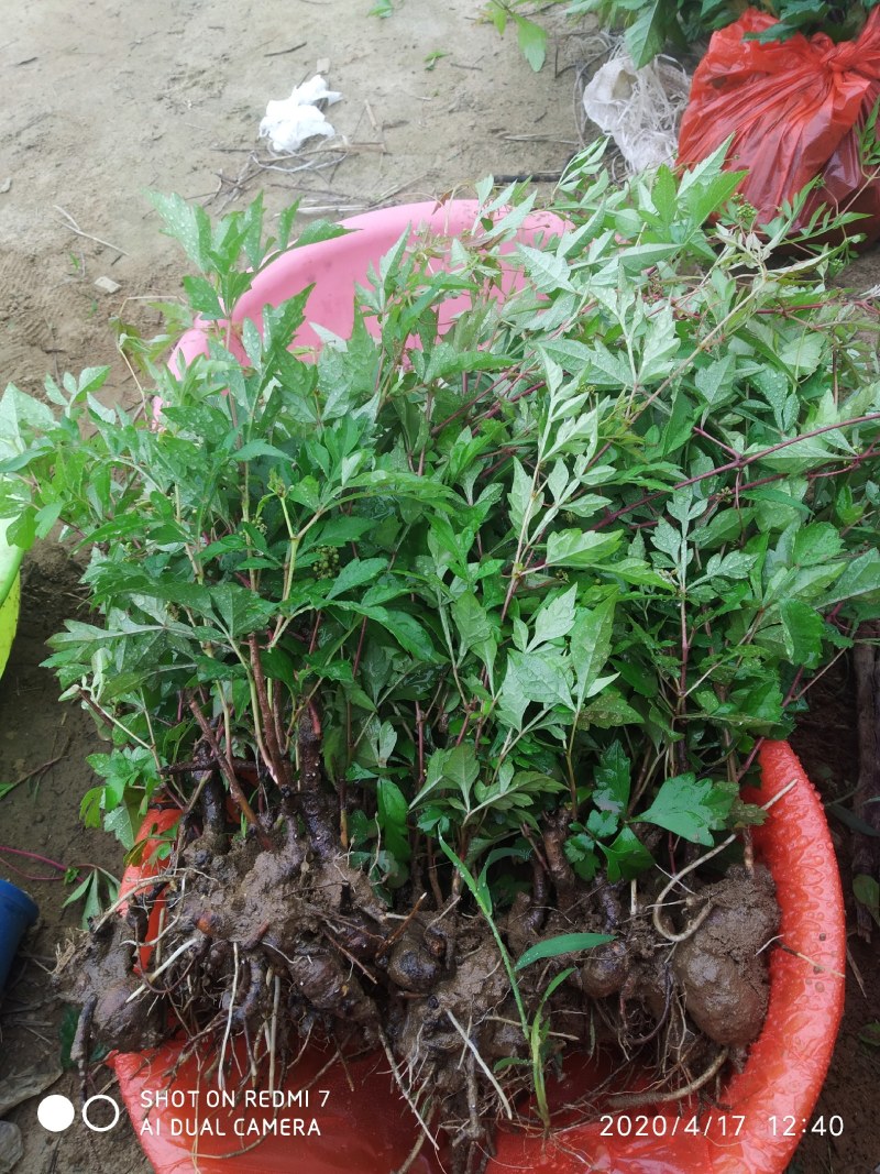 白蔹苗白心高含量品种