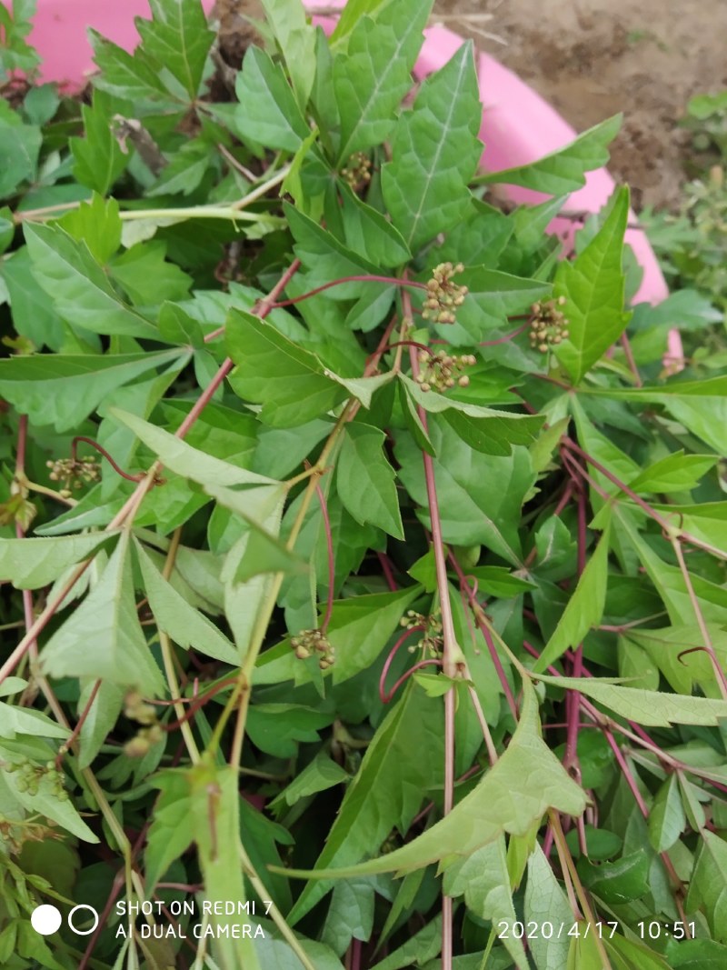 白蔹苗白心高含量品种