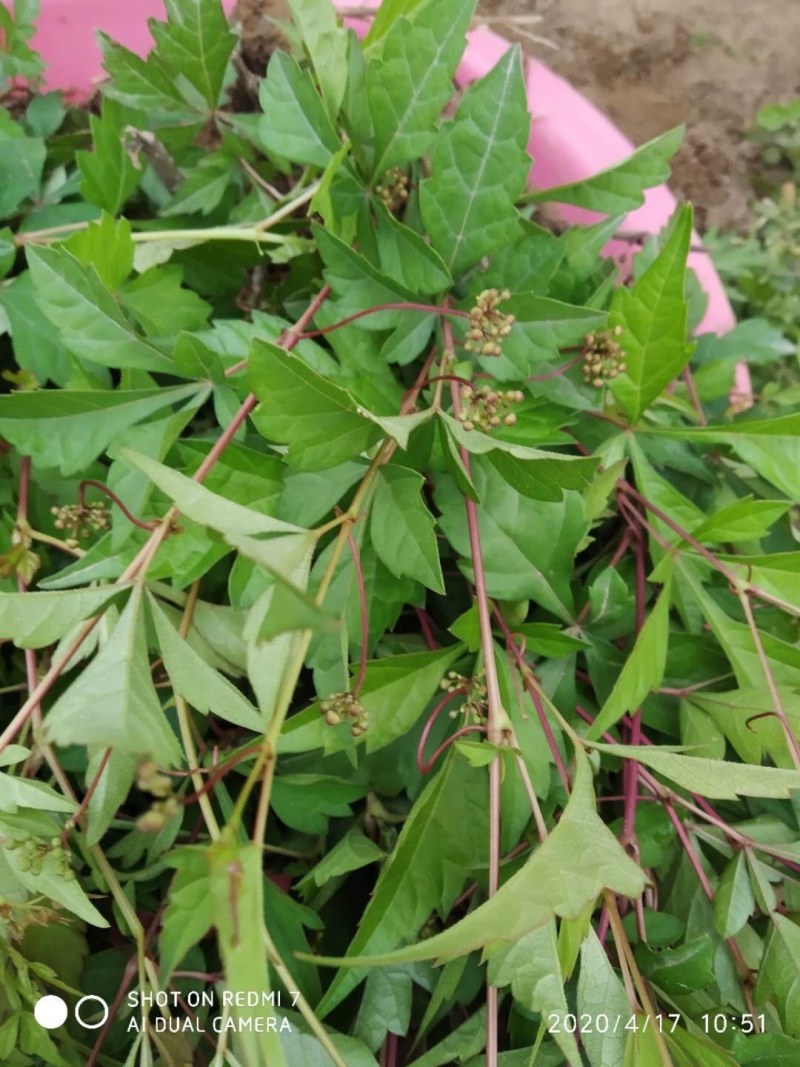 白蔹苗白心高含量品种