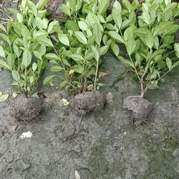 大叶栀子，高50冠30，绿化毛笼子，娄底青，农户自产自销
