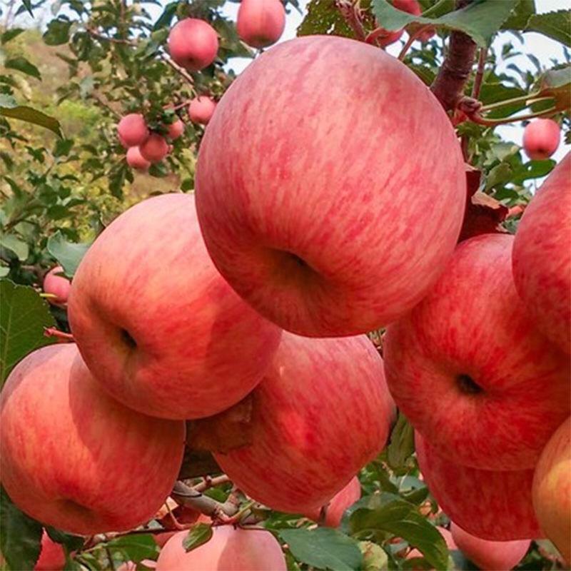 苹果产地一手货源脆甜个大代收代发全国