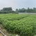 大叶栀子，高50冠30，绿化毛笼子，娄底青，农户自产自销