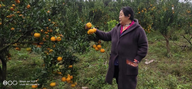 碰柑四川椪柑资中鲜椪柑芦柑果园直采现摘现发