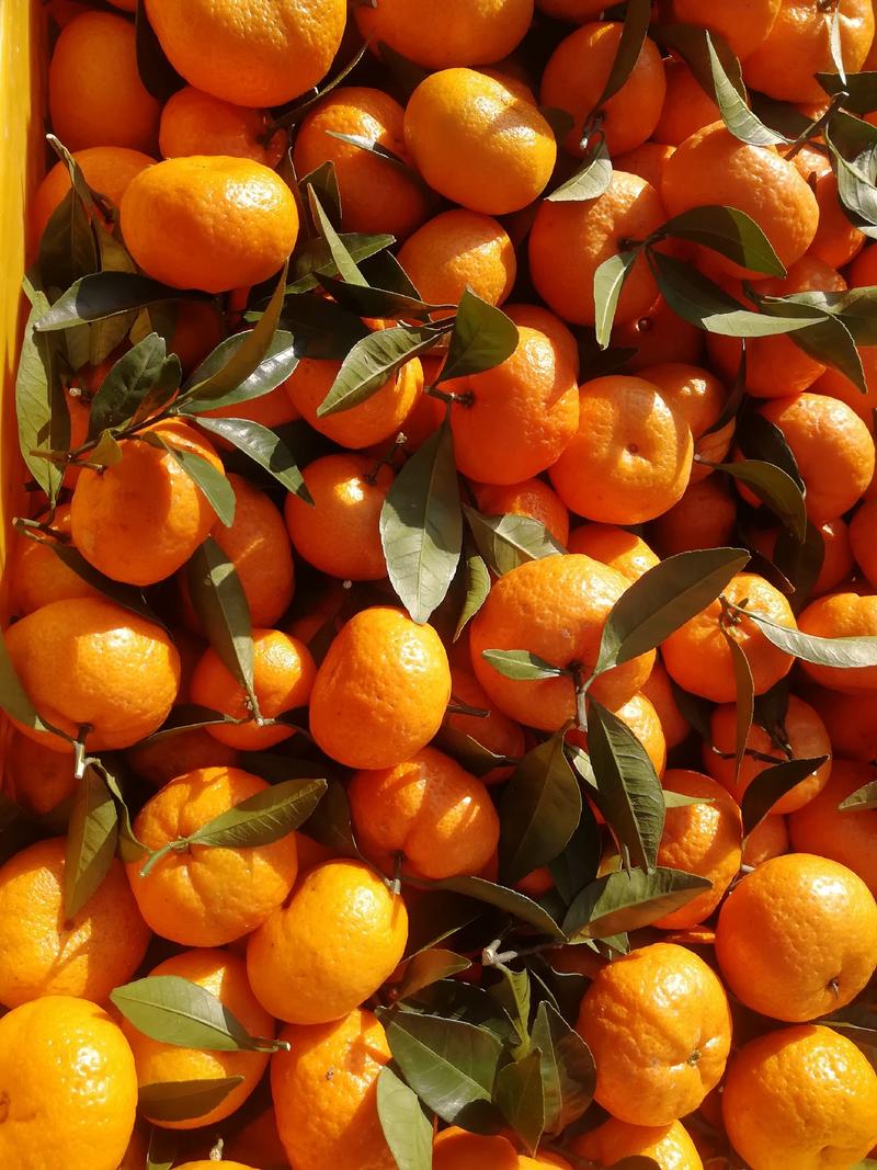 棉橘大量上市，又名臭皮柑，口感甜，颜色漂亮，表面干净