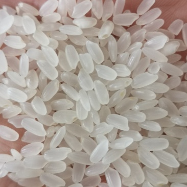 精选东北长粒香大米，产自黑龙江五常，食堂米，新米厂家批发
