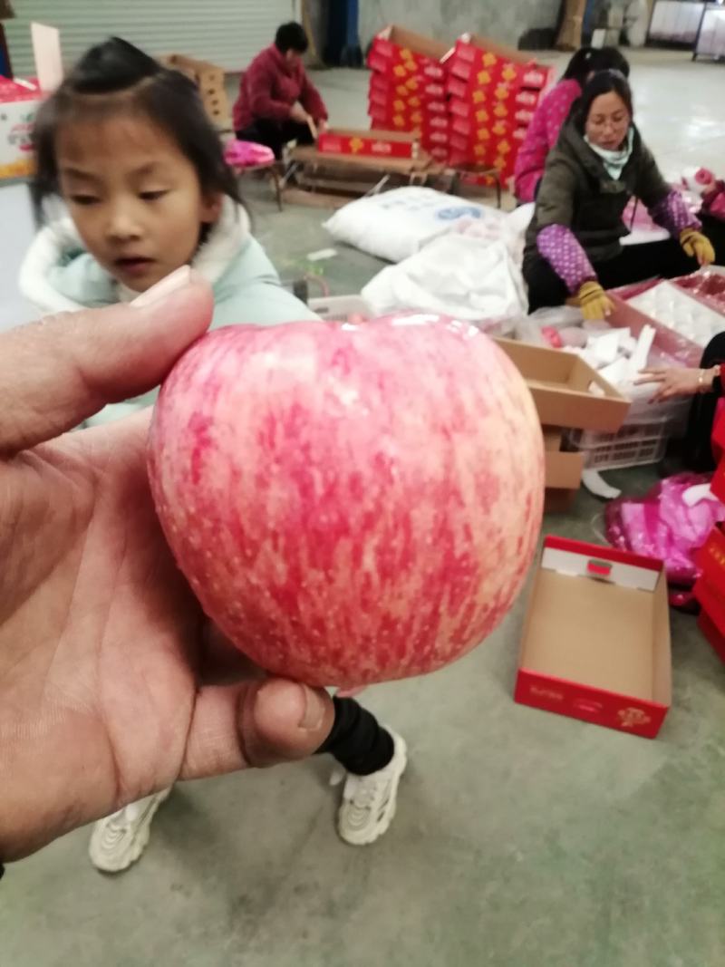 河南灵宝寺河山纸袋红富士苹果精品礼盒包装都是精品货数量不