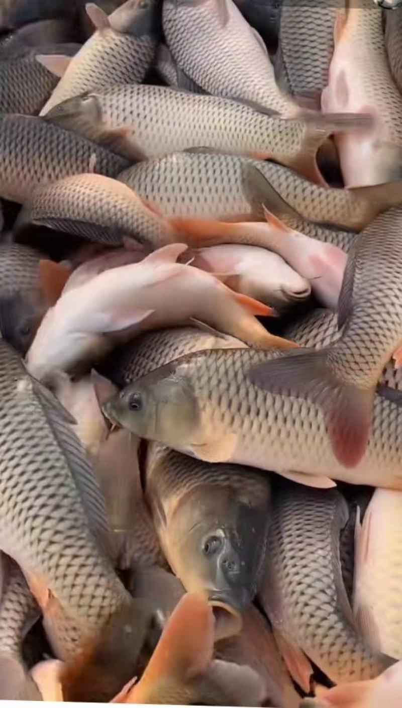 鲤鱼全鳞鲤鱼鲤鱼水库鲤鱼