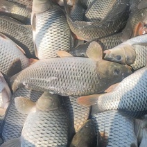 鲤鱼全鳞鲤鱼鲤鱼水库鲤鱼