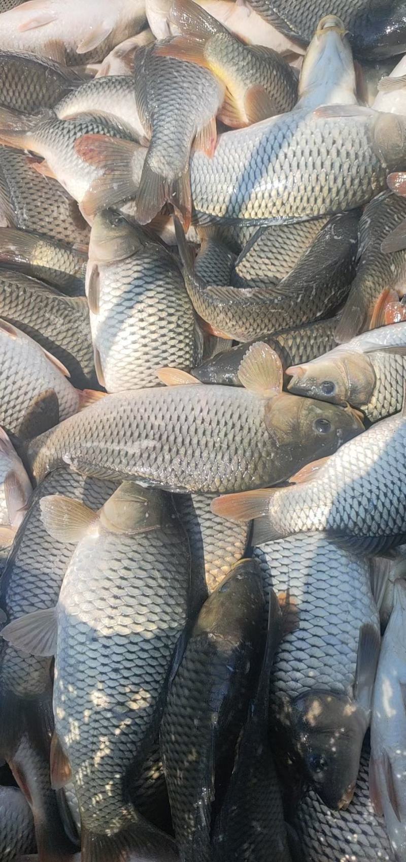 鲤鱼全鳞鲤鱼鲤鱼水库鲤鱼