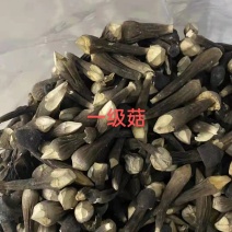 星必德冻干黑皮鸡枞菌（工厂化种植，提供检测报告）