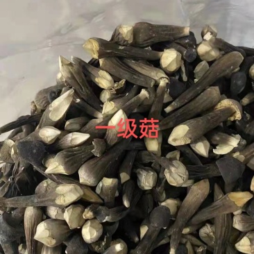 星必德冻干黑皮鸡枞菌（工厂化种植，提供检测报告）