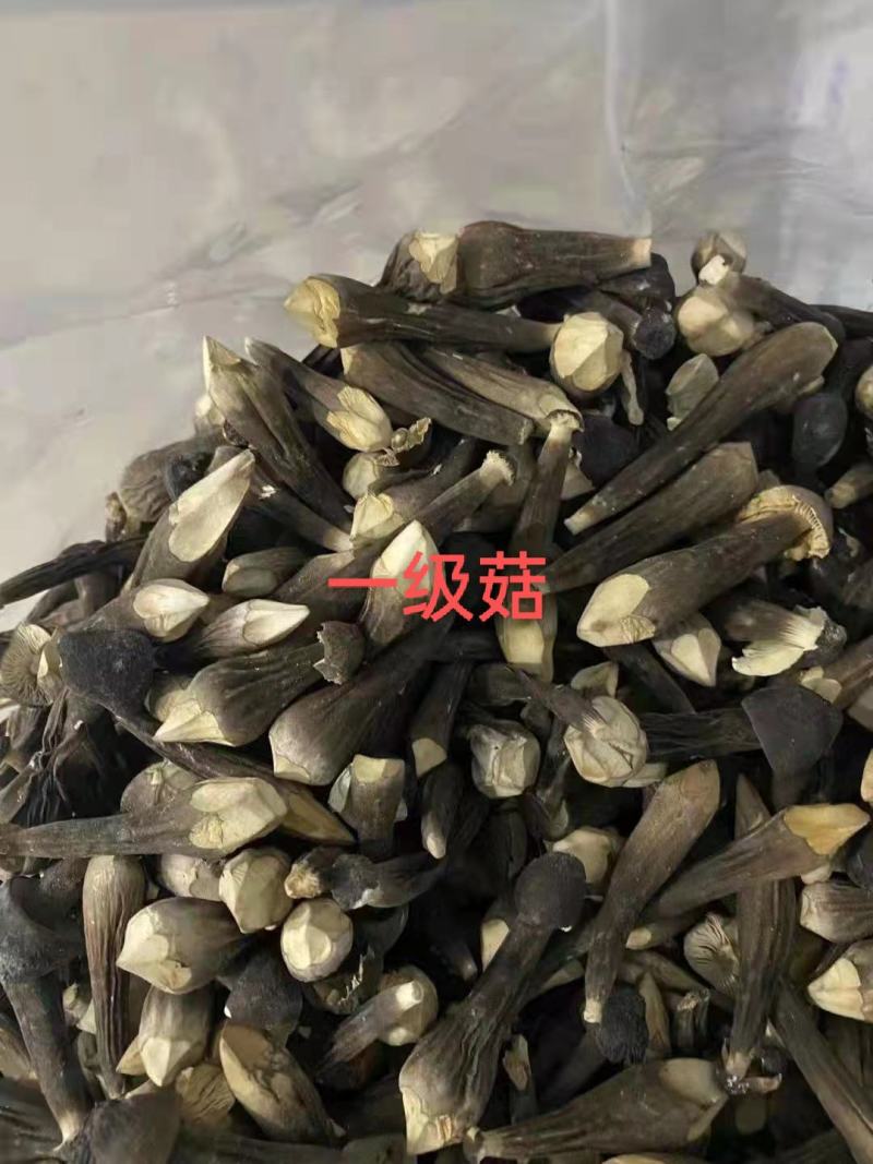 星必德冻干黑皮鸡枞菌（工厂化种植，提供检测报告）