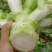 【推荐】儿菜大量上市基地直供专供批发需要的老板直接联系