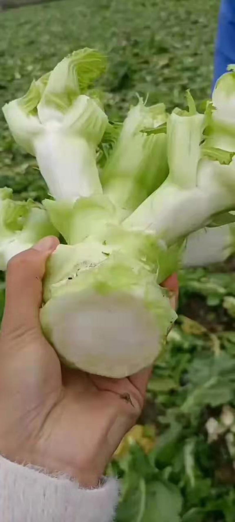 【推荐】儿菜大量上市基地直供专供批发需要的老板直接联系